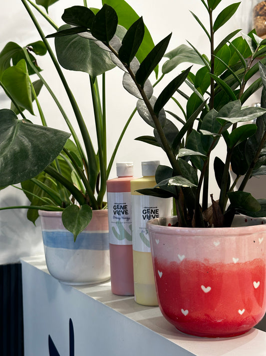 Atelier de peinture sur cache-pot chez Plantes Pour Tous avec une plante au choix  🌱 - Mercredi 15/05